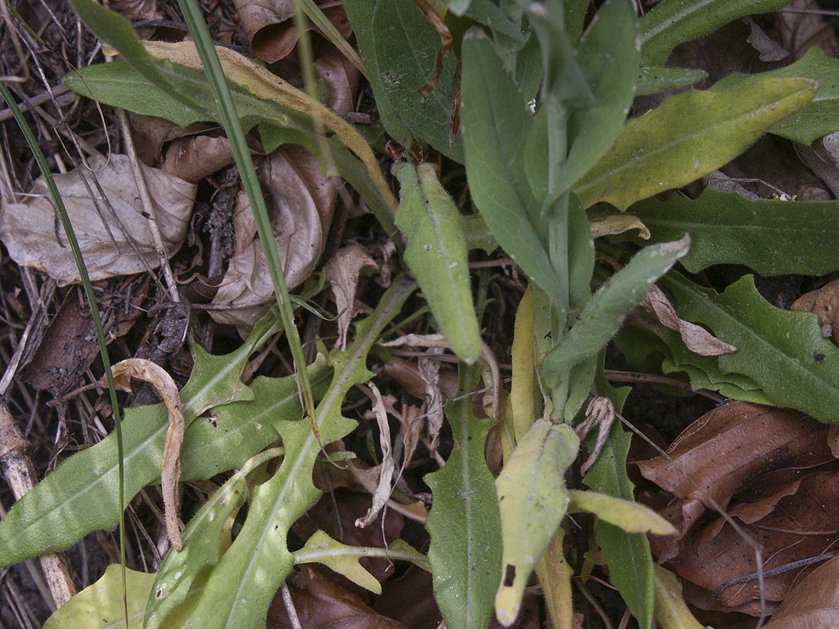 Turritis glabra